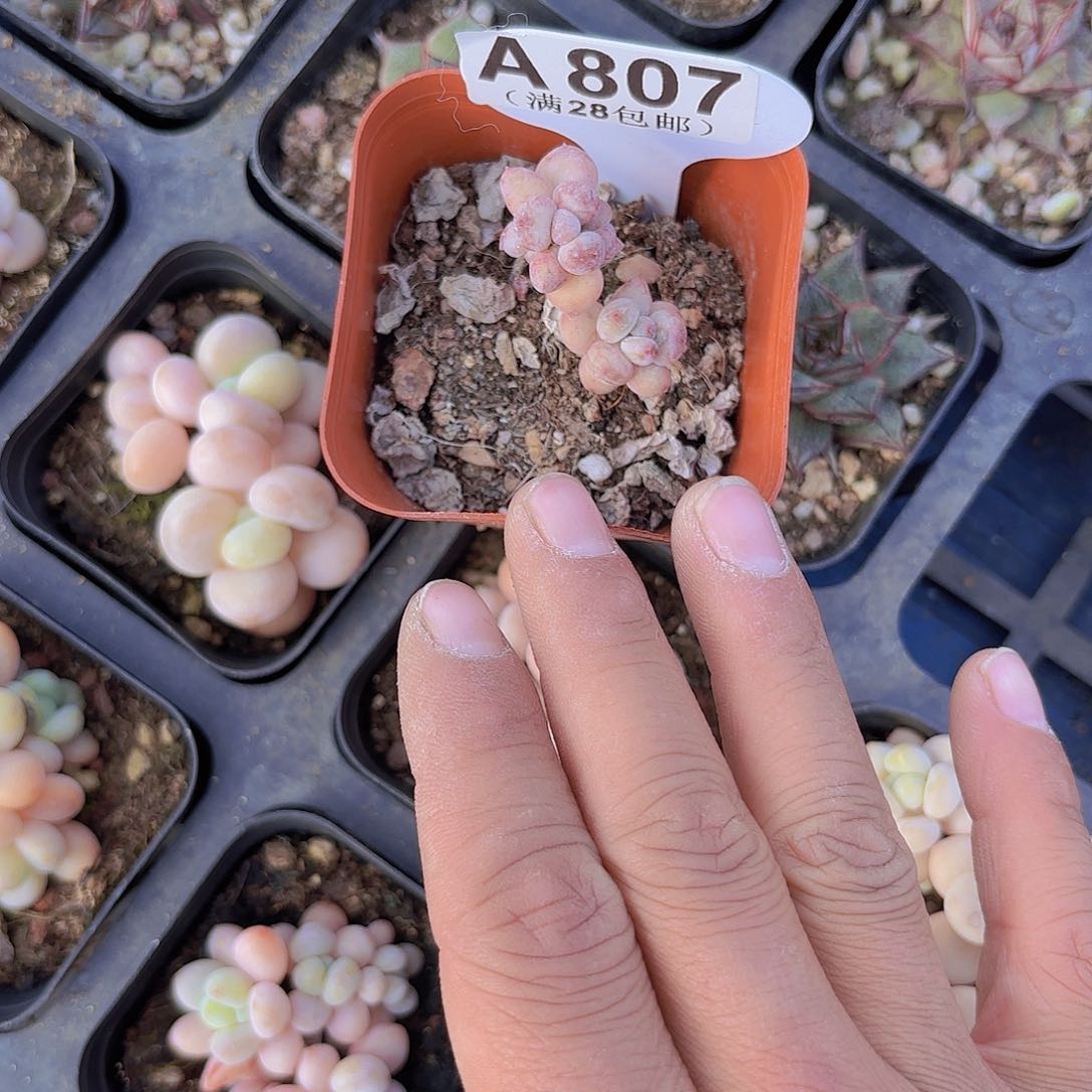 ?**绪A807萤火虫一物一拍