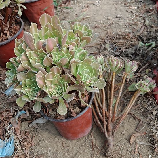 两颗法师加急发货30