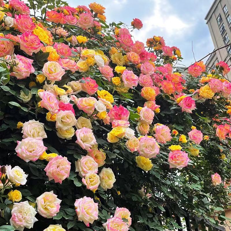 庭院爬墙月季花盆栽藤本玫瑰花苗四季开花好养易活植物