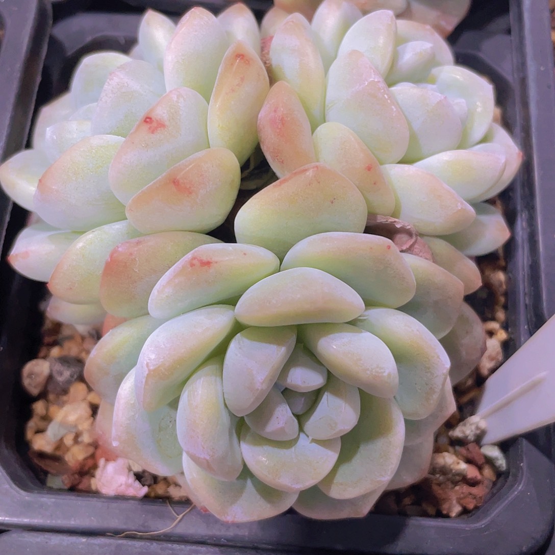 冰玉e056一物一拍