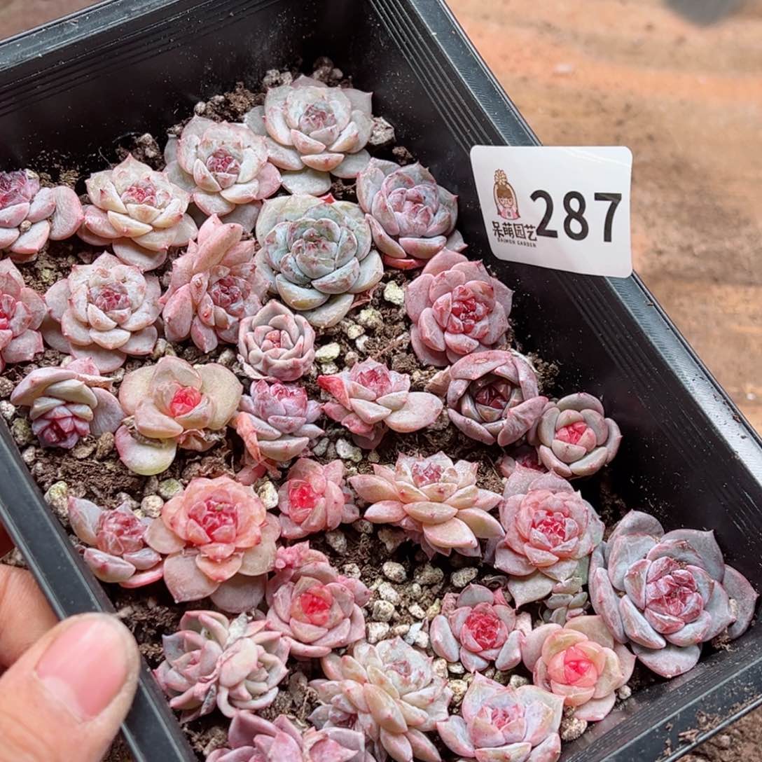 茗*多肉植物多肉植物