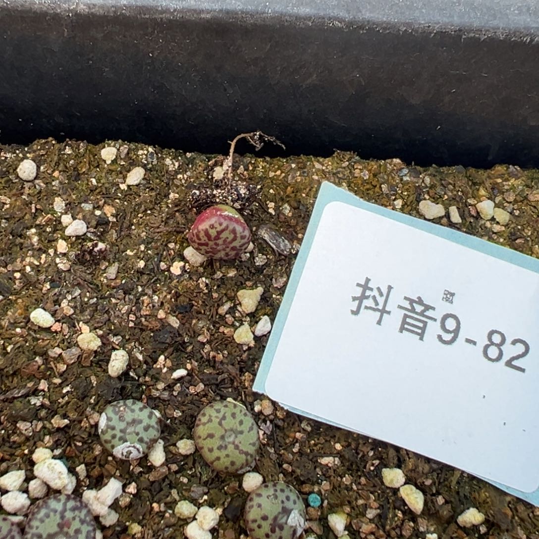 9-82量拍霓虹安贞一颗