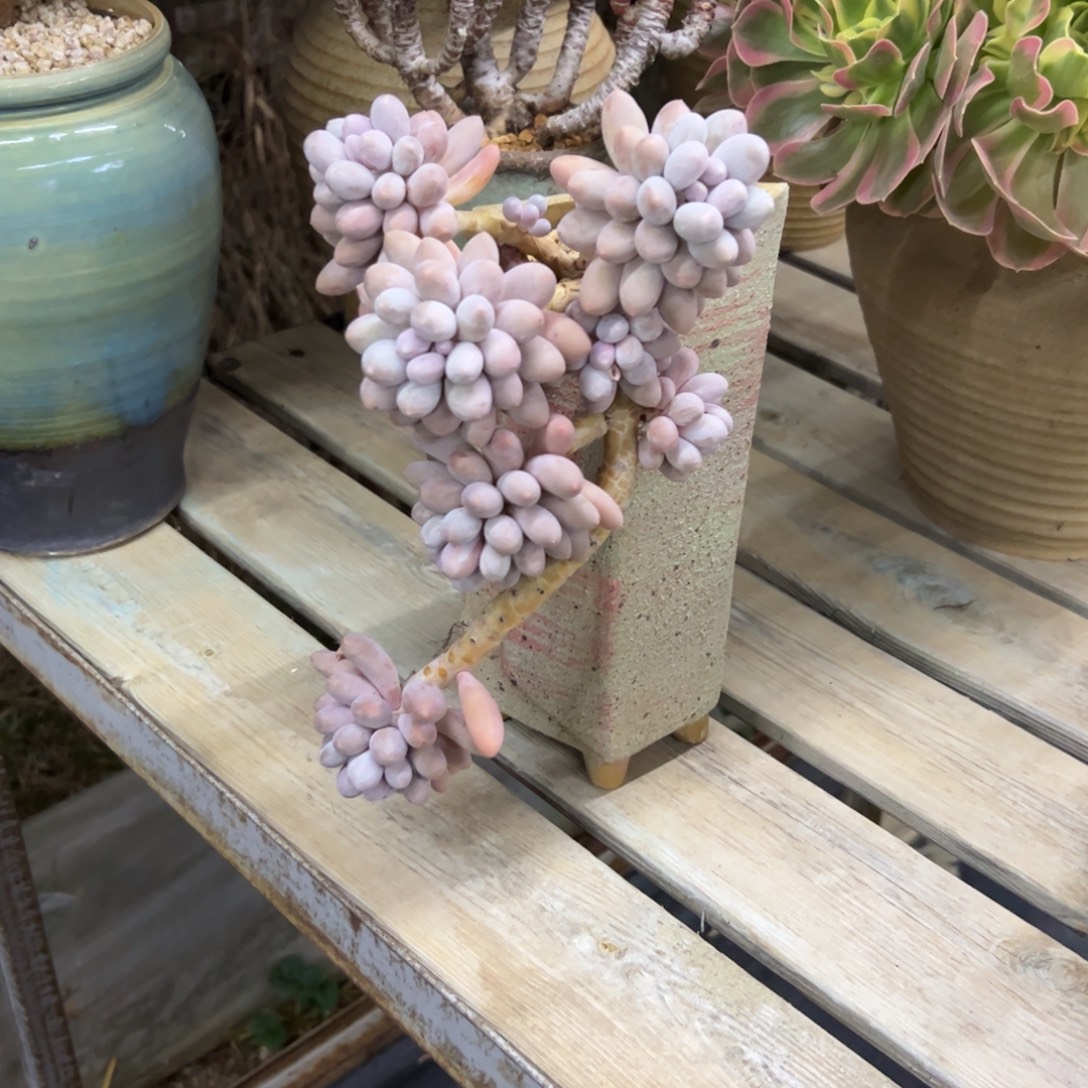 汤圆28 零零多肉植物