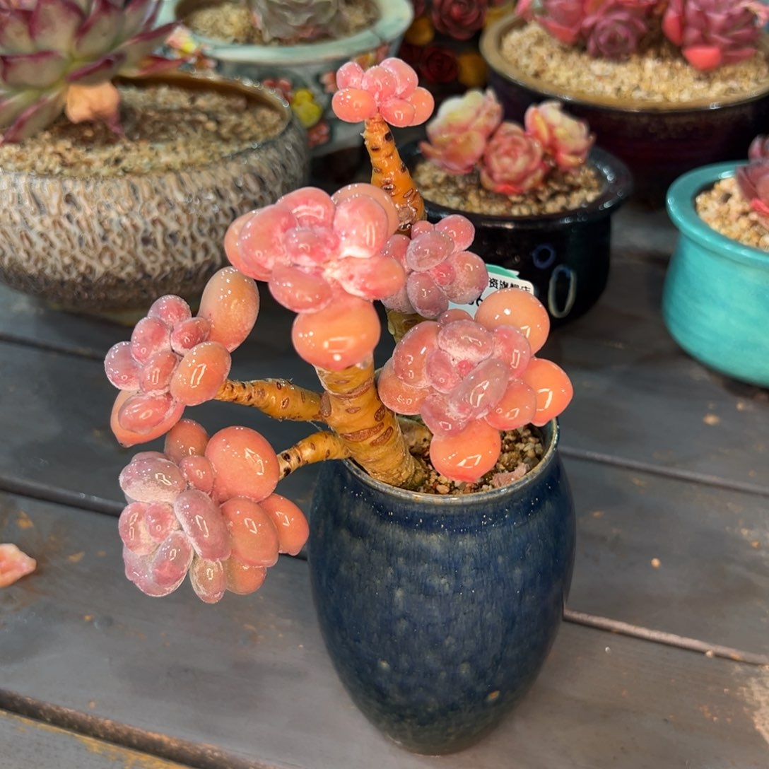 多肉一物一拍0306-221