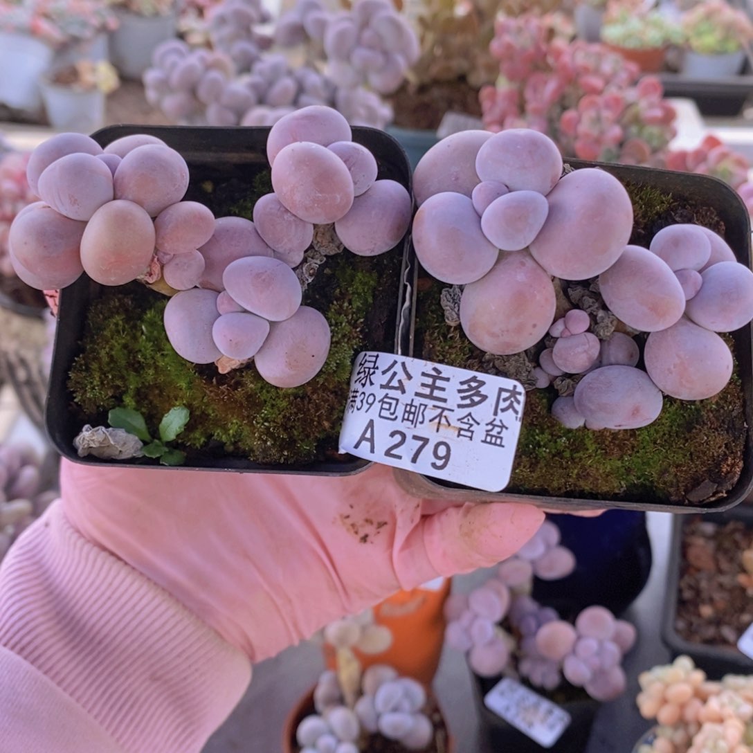 芭比奶洛2棵279多肉植物