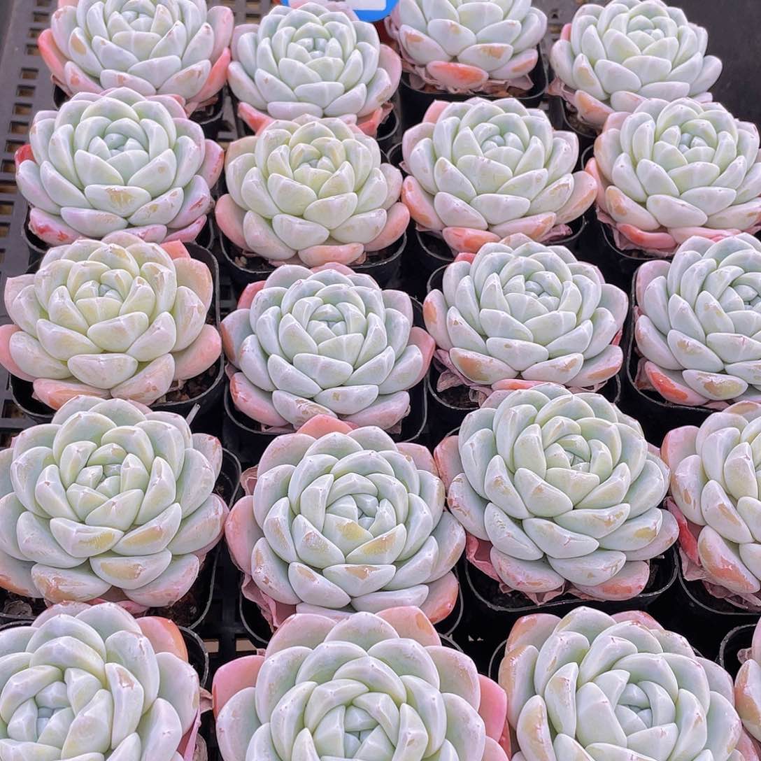 量拍3号 玉冰冰单头一个