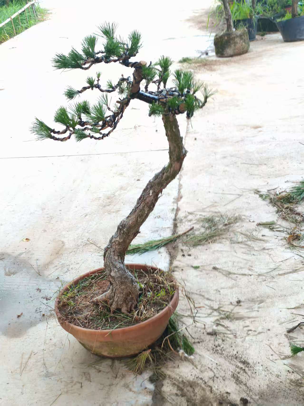 造型盆景黑松真柏黄杨榔榆植物适合庭院栽种养护