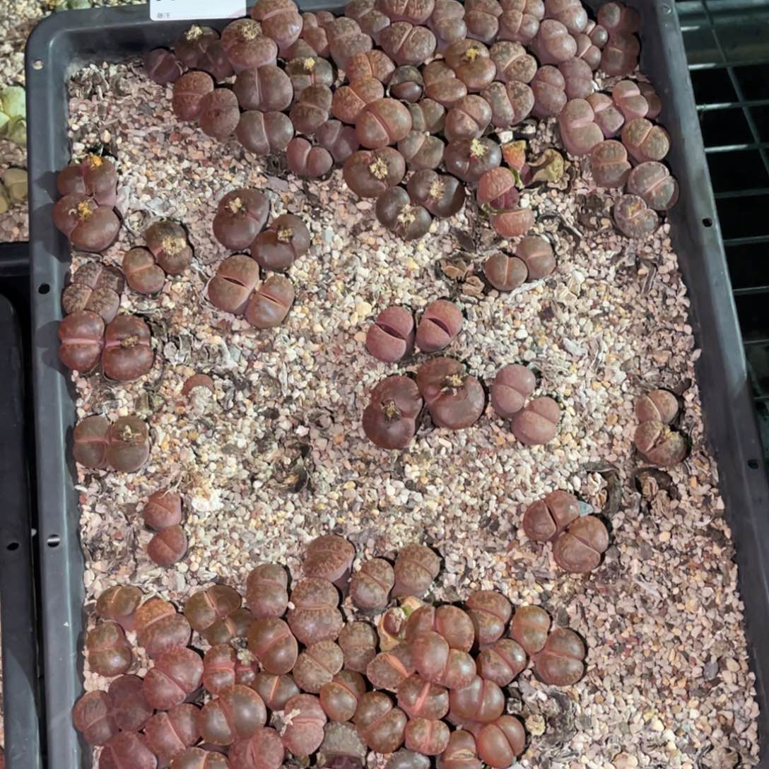 傲***见1615福利筐1不售后