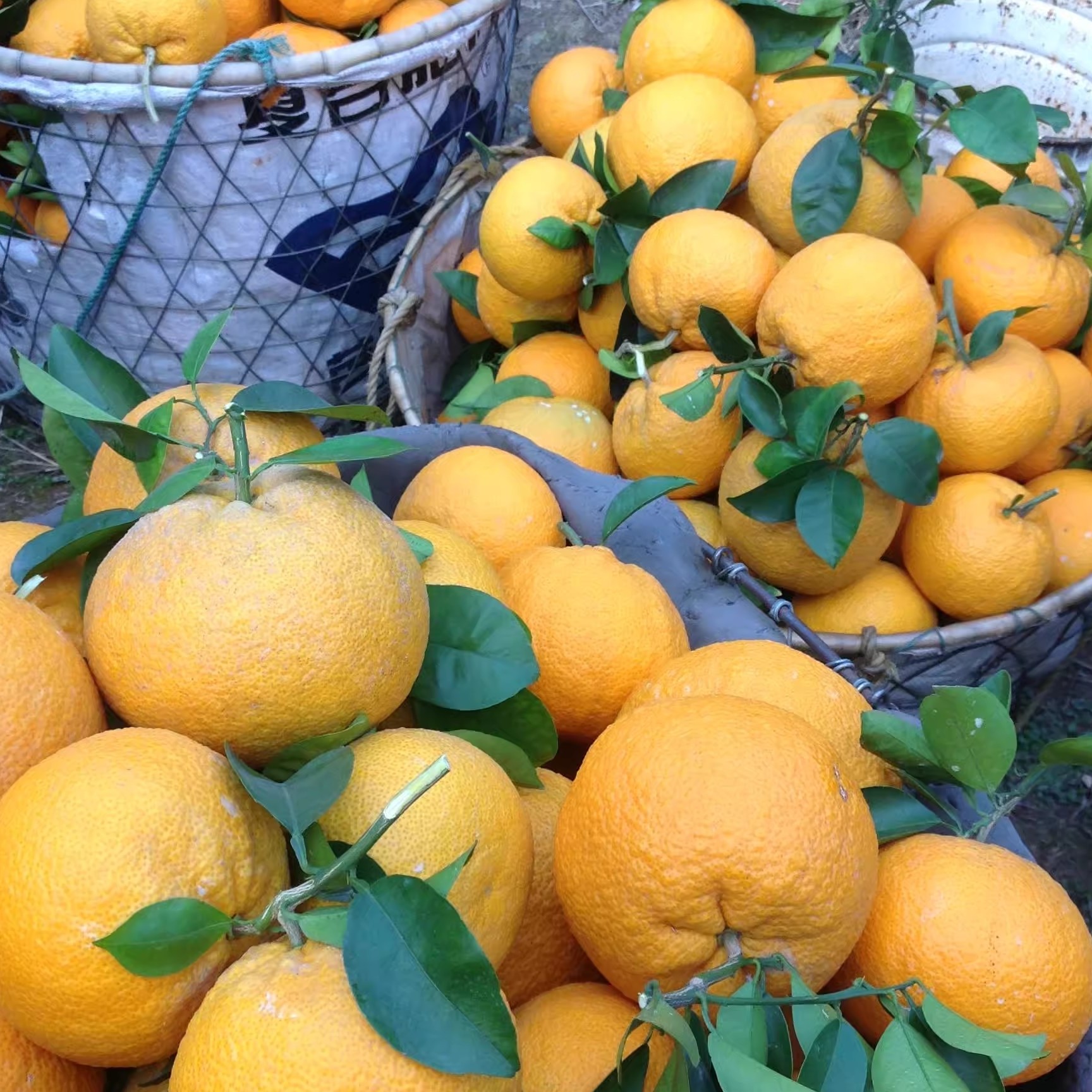 温岭高橙生态果新鲜果产地直发果径脆甜多汁现摘现发