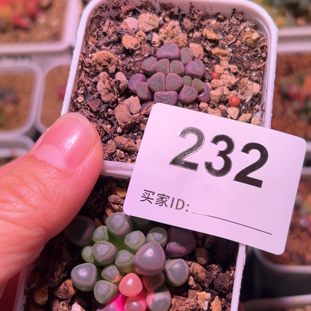?****耐232号五十铃玉锦多肉植物锦一物一拍带盆土