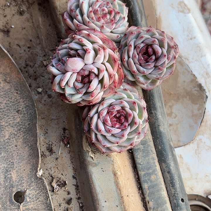 【闪购商品】天鹅绒福利