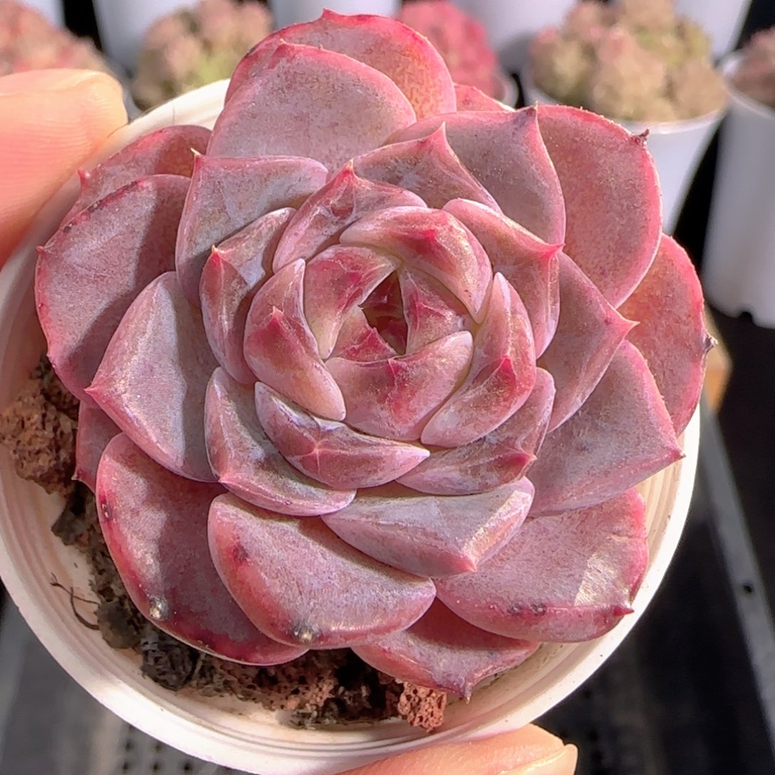 多肉0103-92糖心糖心