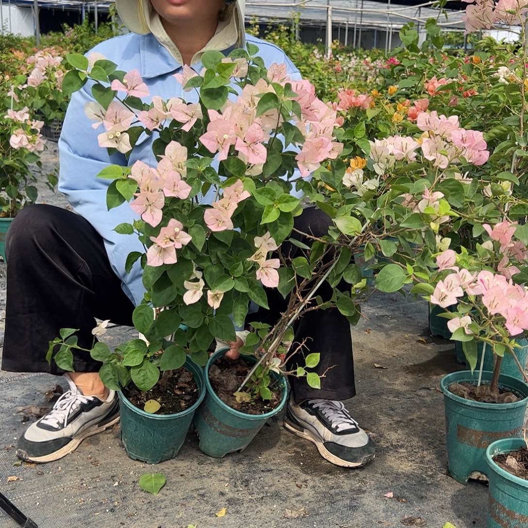 大部分开放少量花苞五宝一棵