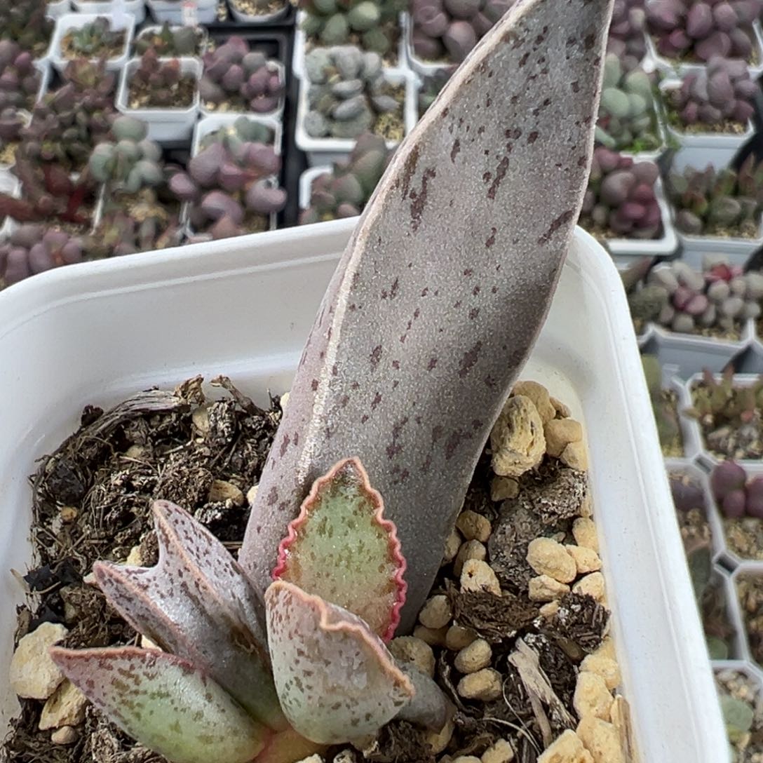 尸香魔芋大苗多肉植物水泡