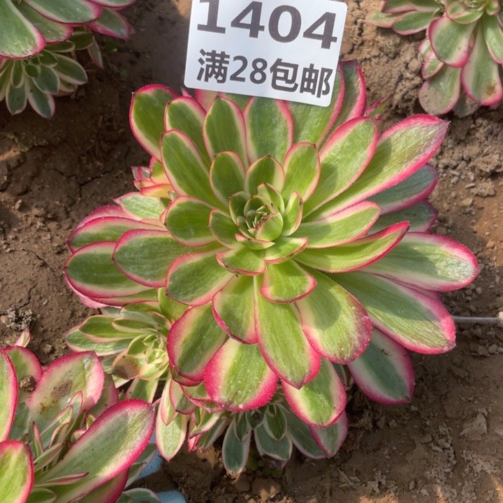 1404二号棚荔枝多肉植物O