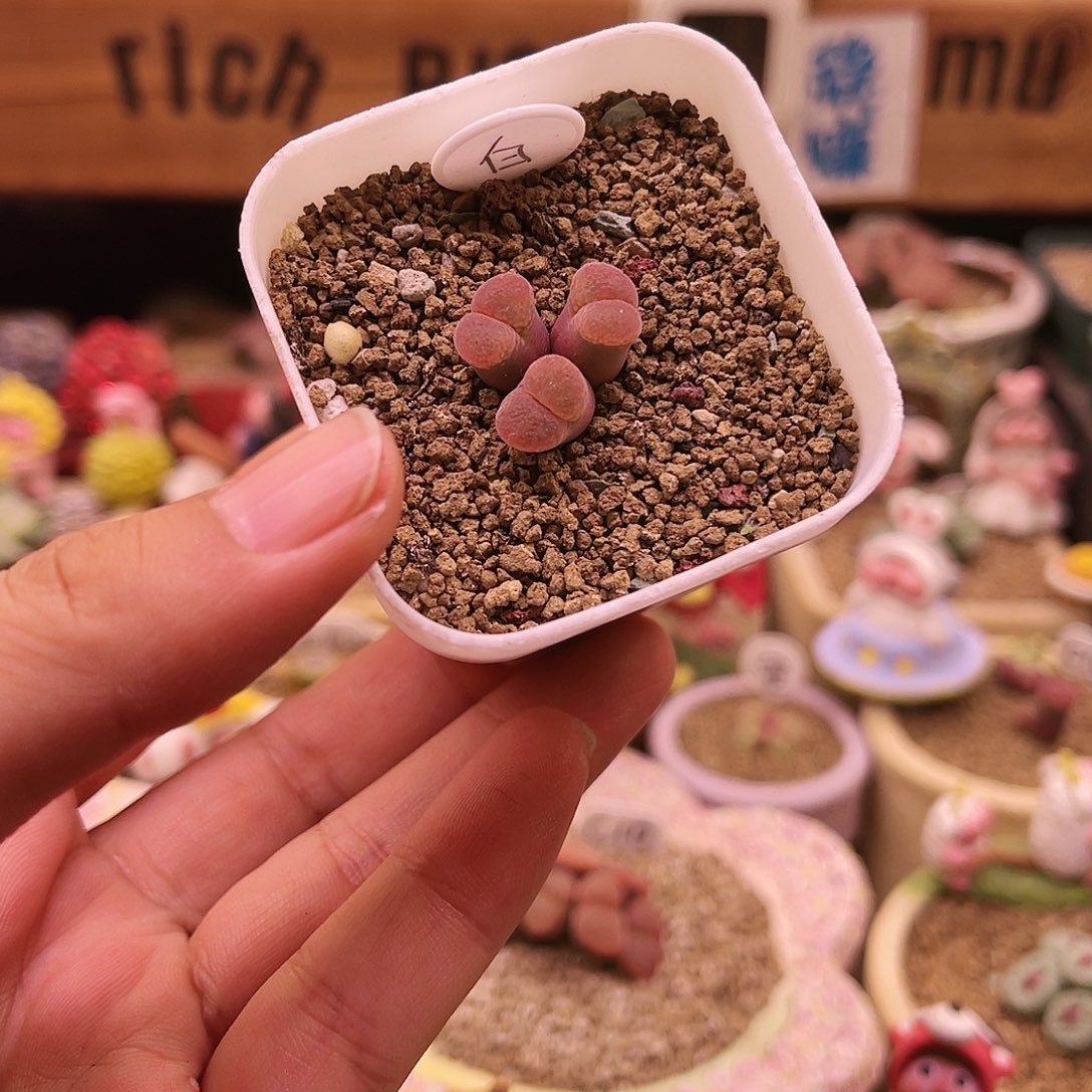 C10sp白花可带盆土发货