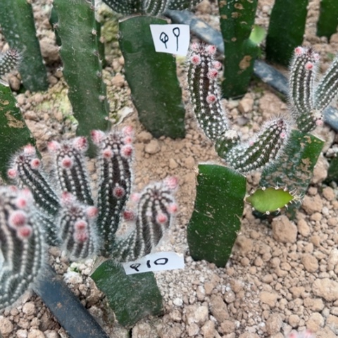 微***<Q9-Q10两颗嫁接仙人猪55