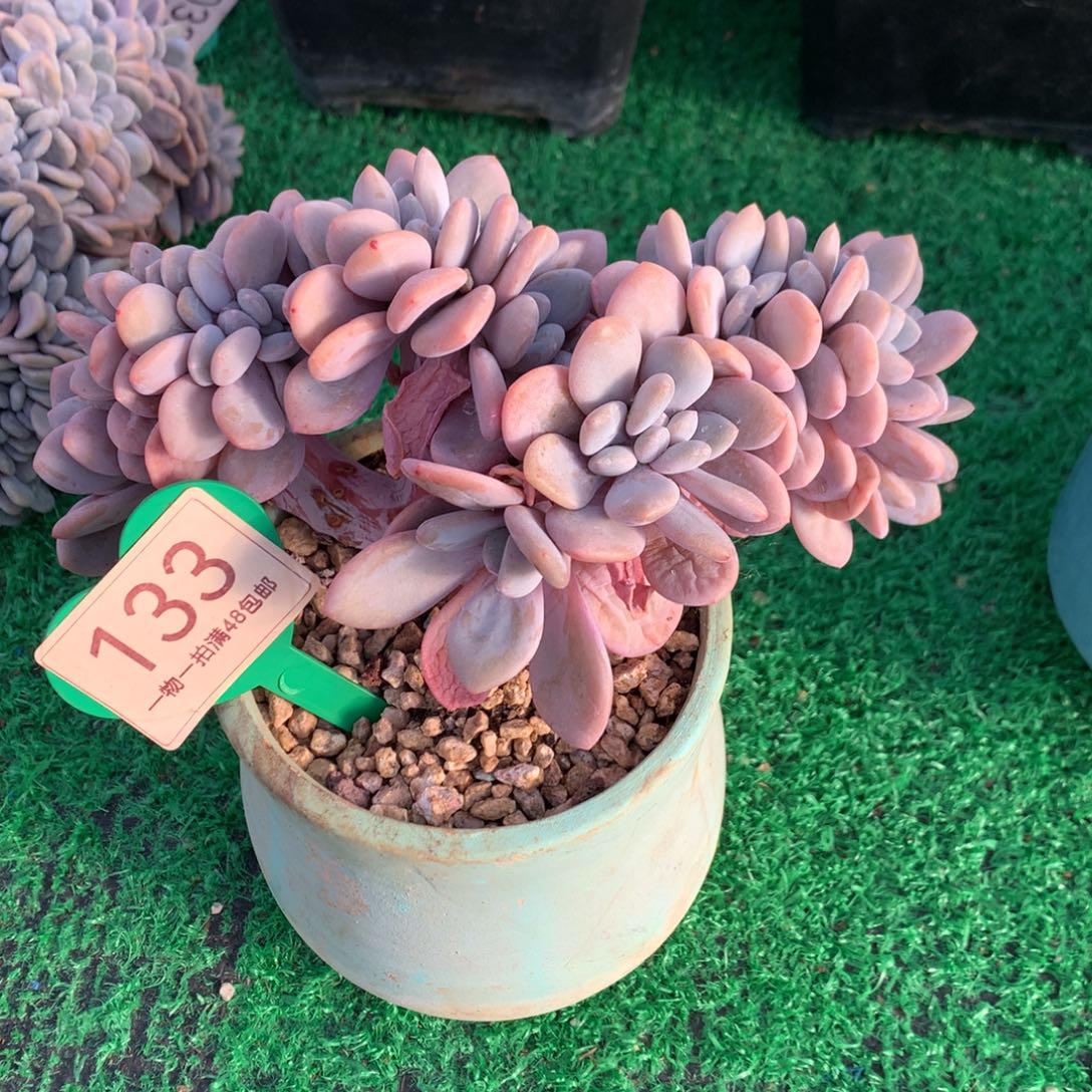 粉兔缀化一物一拍