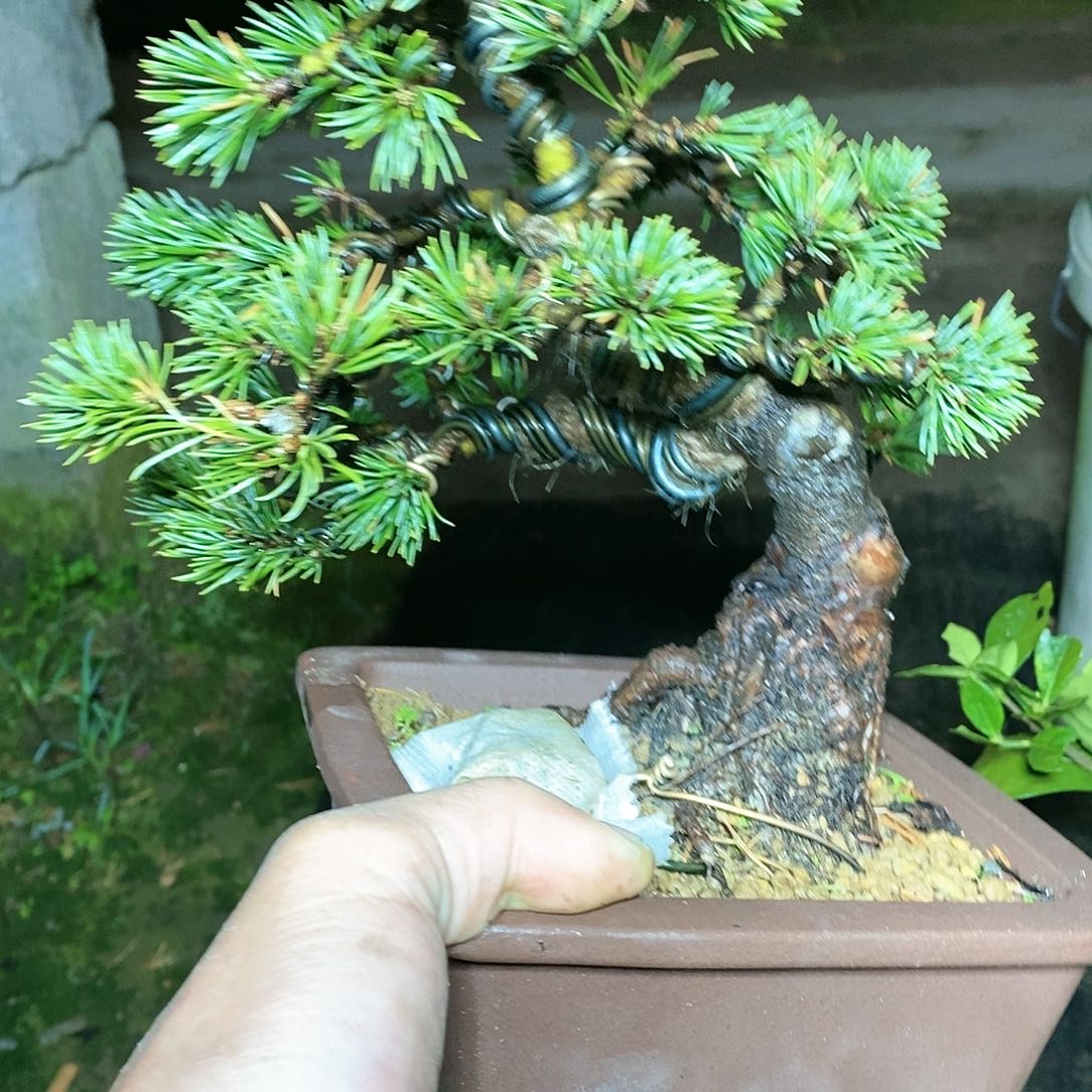 【闪购商品】无花朵盆景