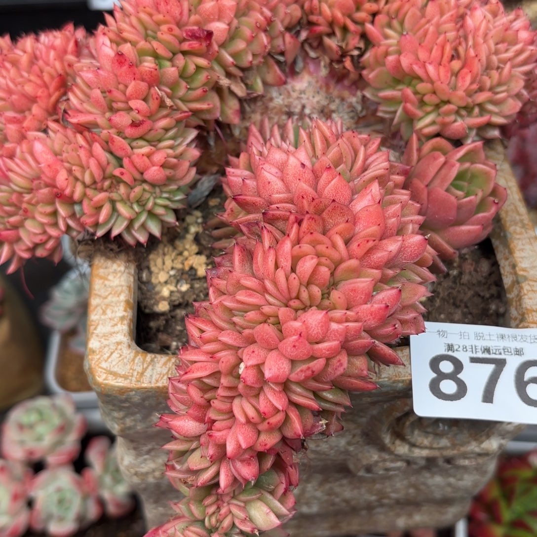 红玉缀无盆土发货