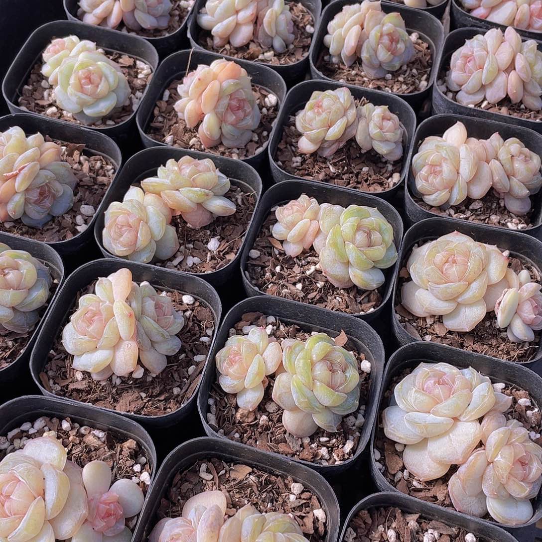 量拍65号 糖心白兰地双头一个