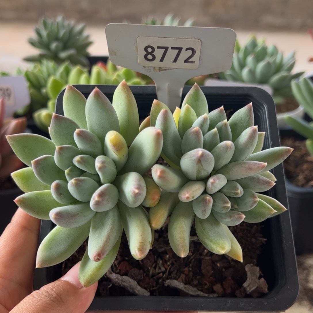 【闪购商品】厚叶草。8772。 11111111