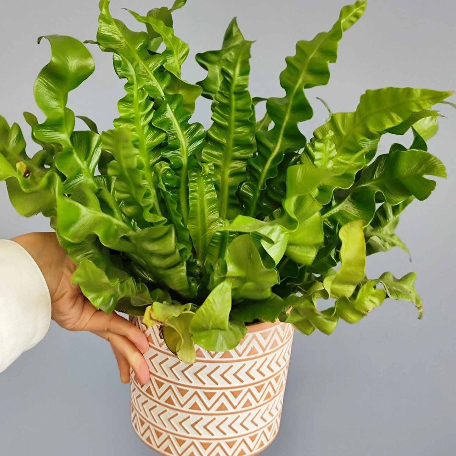 超大盆火焰鸟巢蕨室内高端观叶耐阴绿植盆栽净化空气好养四季常青