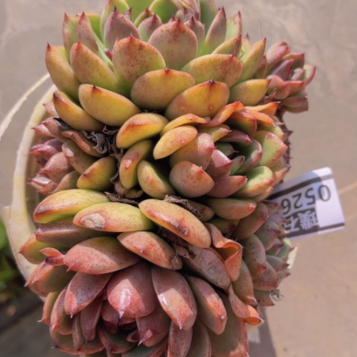 【闪购商品】蓝莓05264