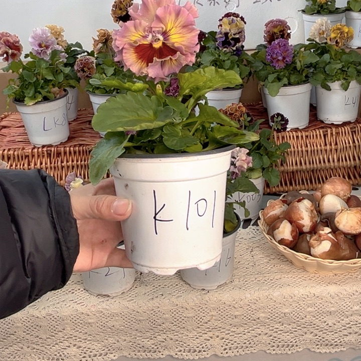 大部分花苞少量开放K101