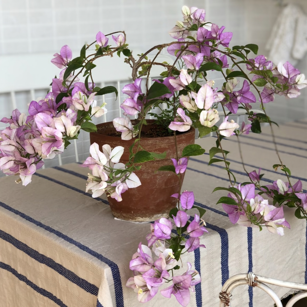 【绿叶雪紫】伊娃系列梦幻雪白紫色