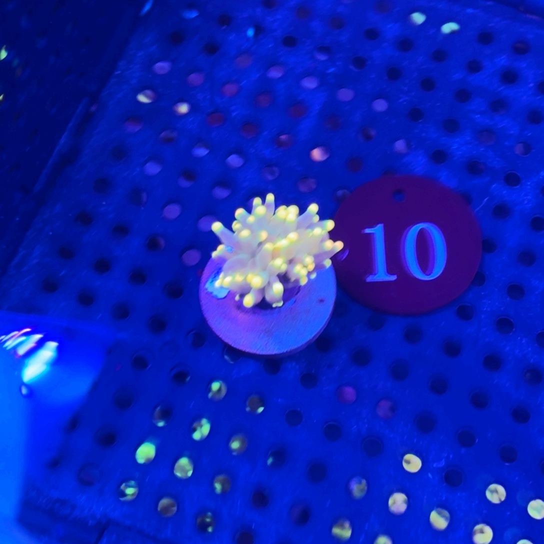 E***）纽扣珊瑚萤火虫黑火柴