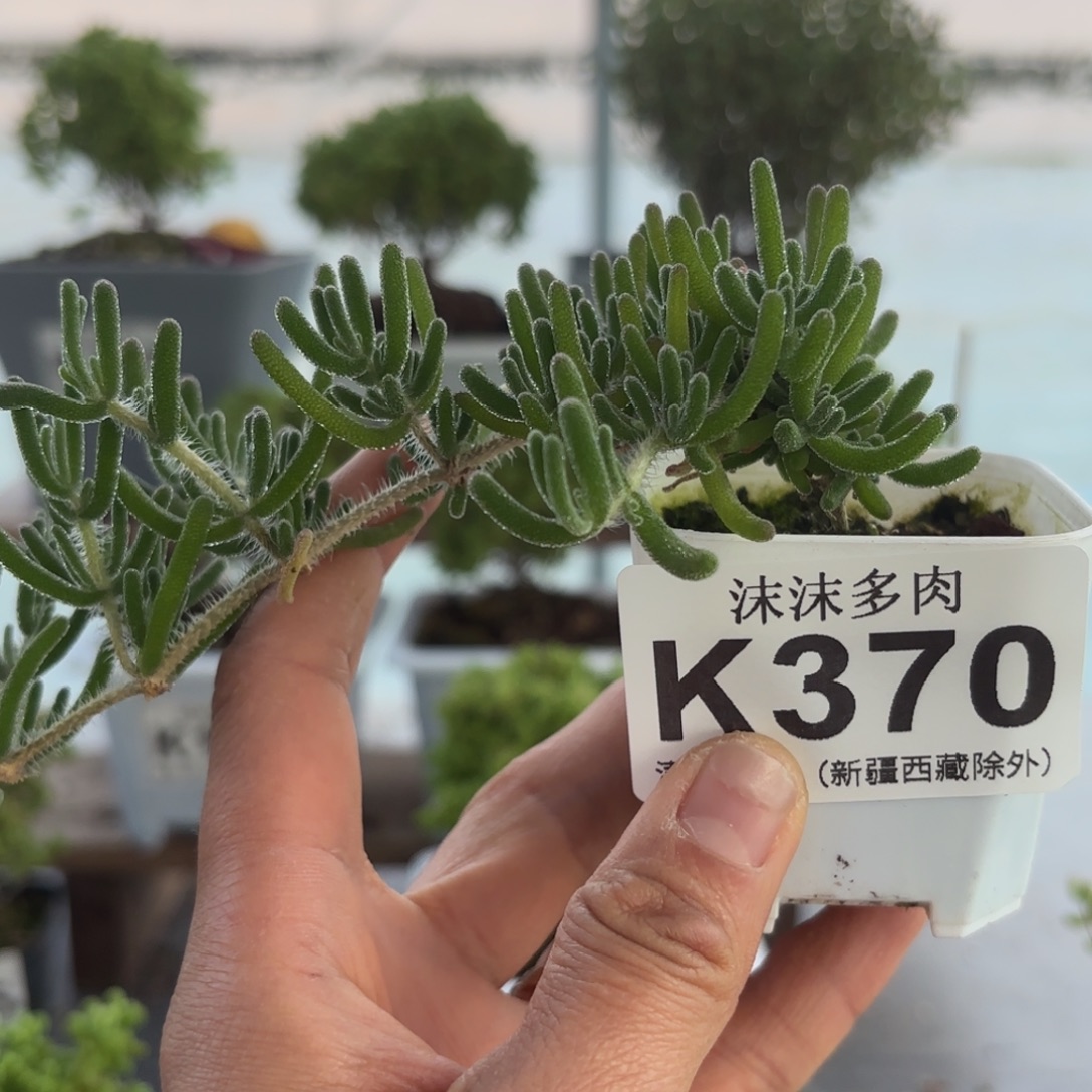370荧光兔枝干福利