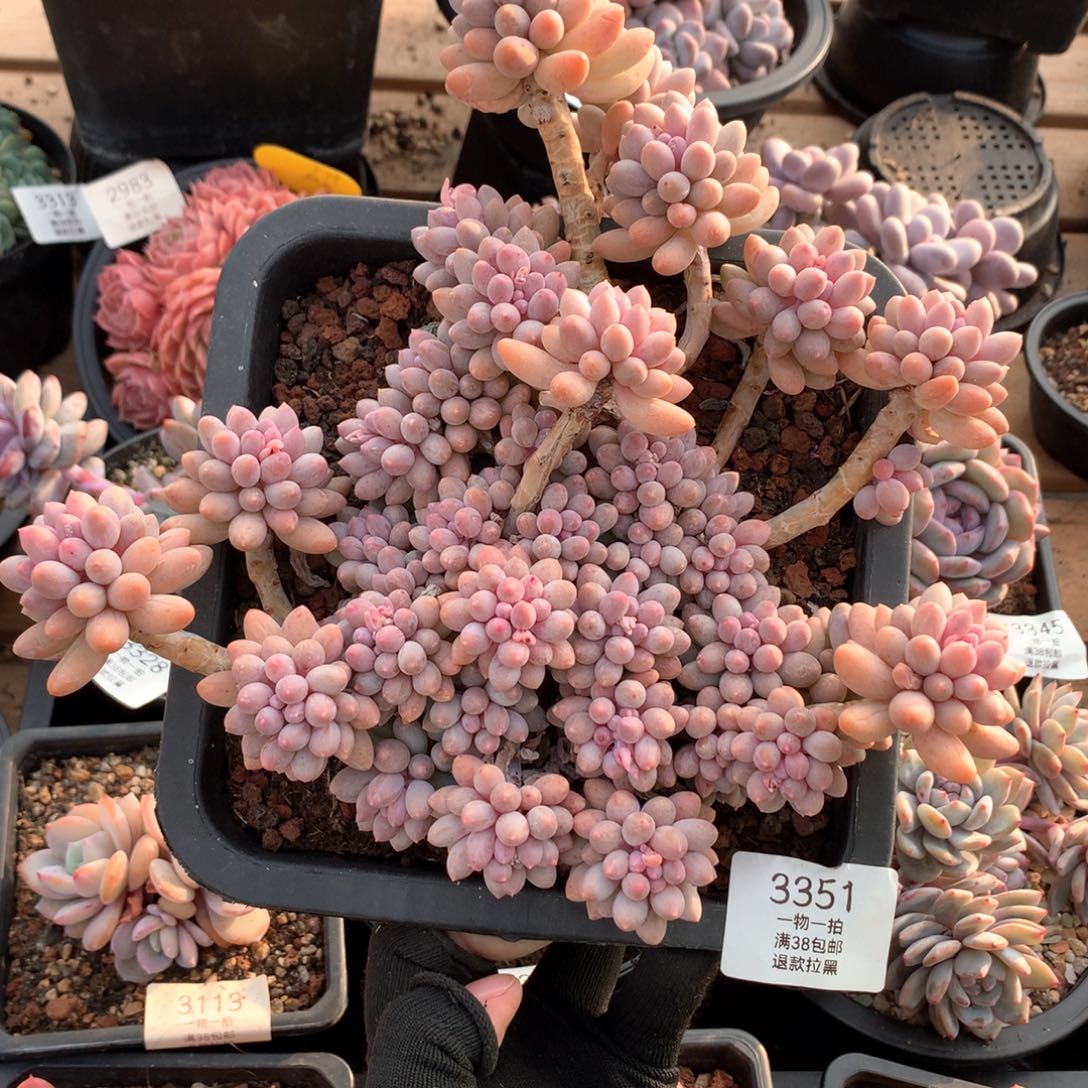 21厘米群生婴儿手指3351