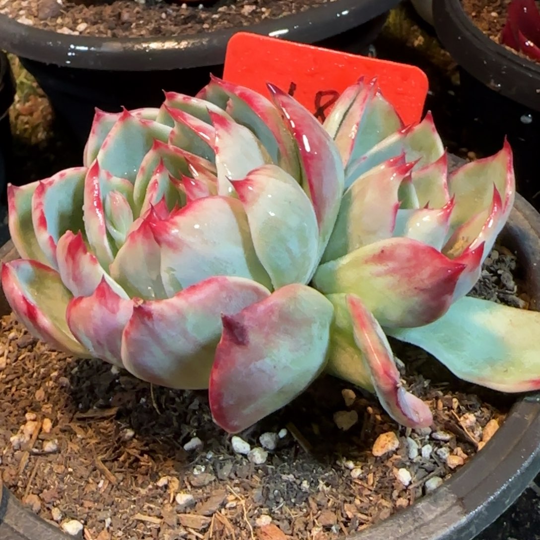 惊鸿一物一拍包装收缩花旱182