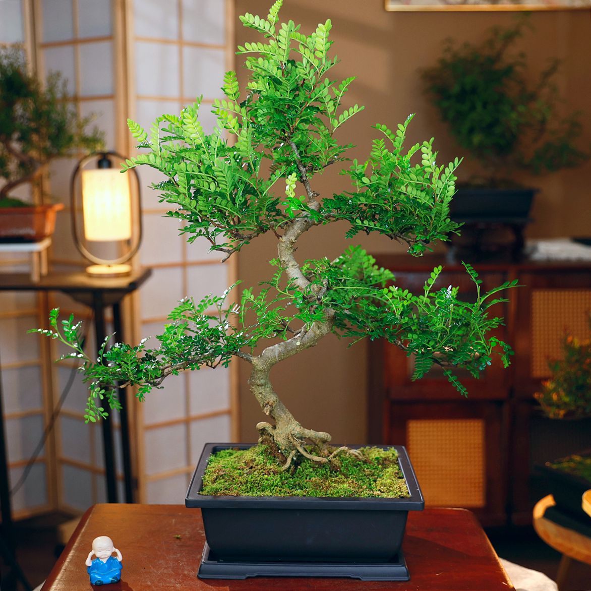 S悬崖飘枝清香胡椒木盆景造型中式书房茶几桌面绿植盆栽观叶植物