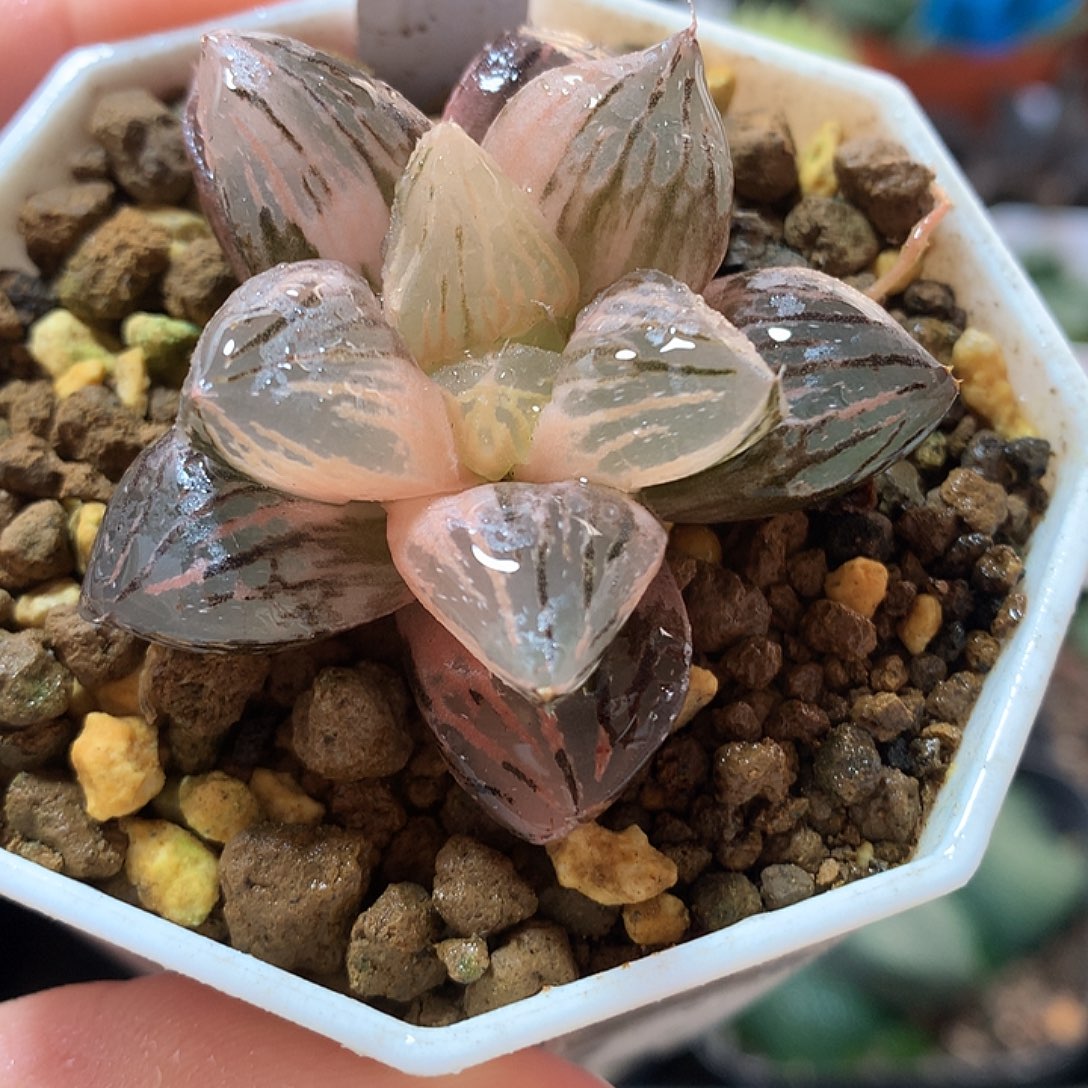 16号玉潭寿锦一物一拍