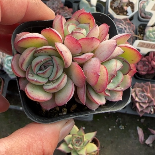 120牡丹亭多肉植物多