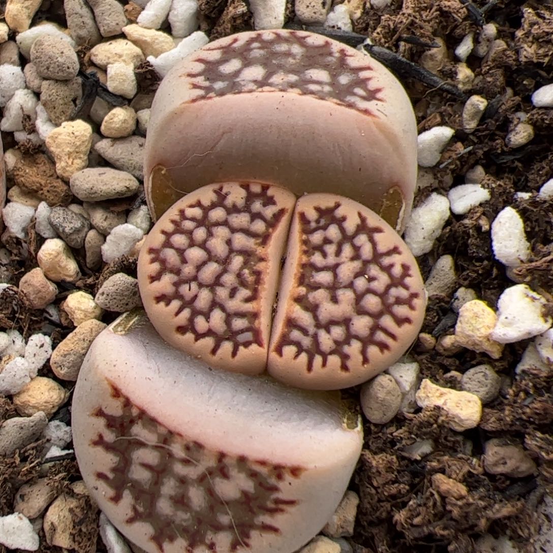 0304号菊杂 多肉植物