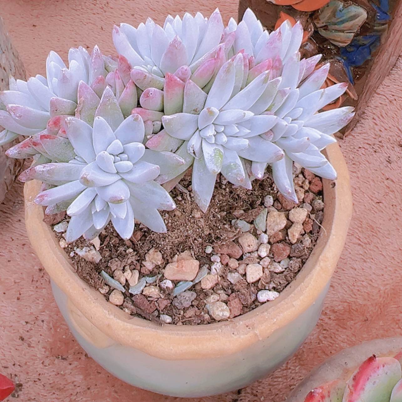 【闪购商品】白菊4.8