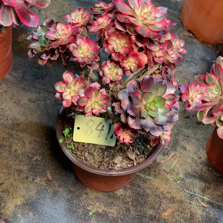 841香奈儿多肉一物一拍