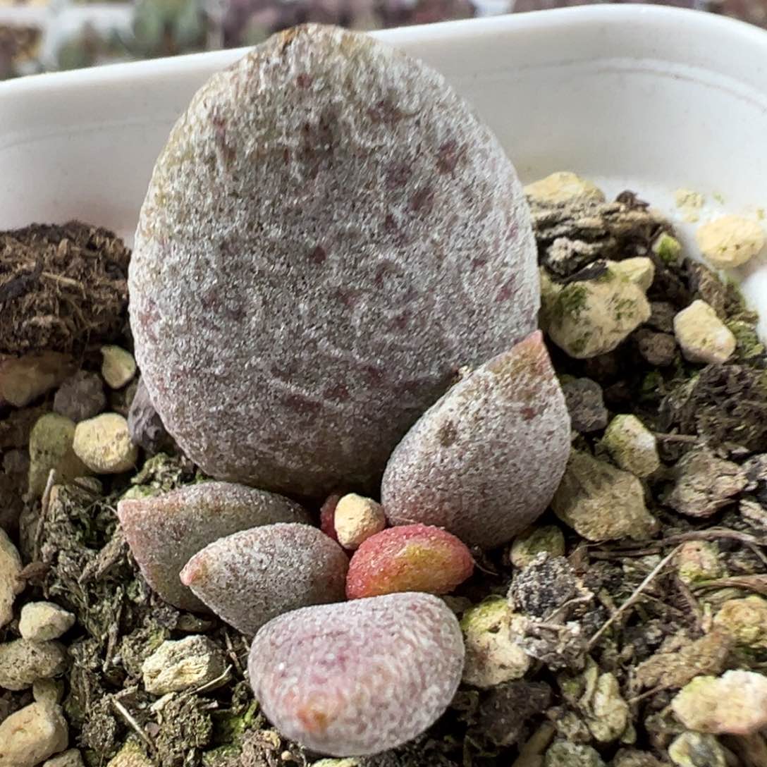 3x大苗多肉植物水泡