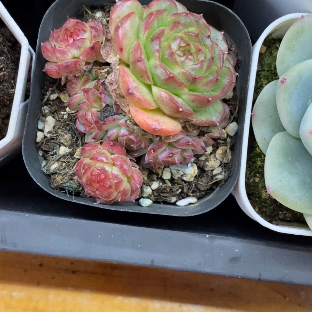 精品多肉、物一拍不包整235