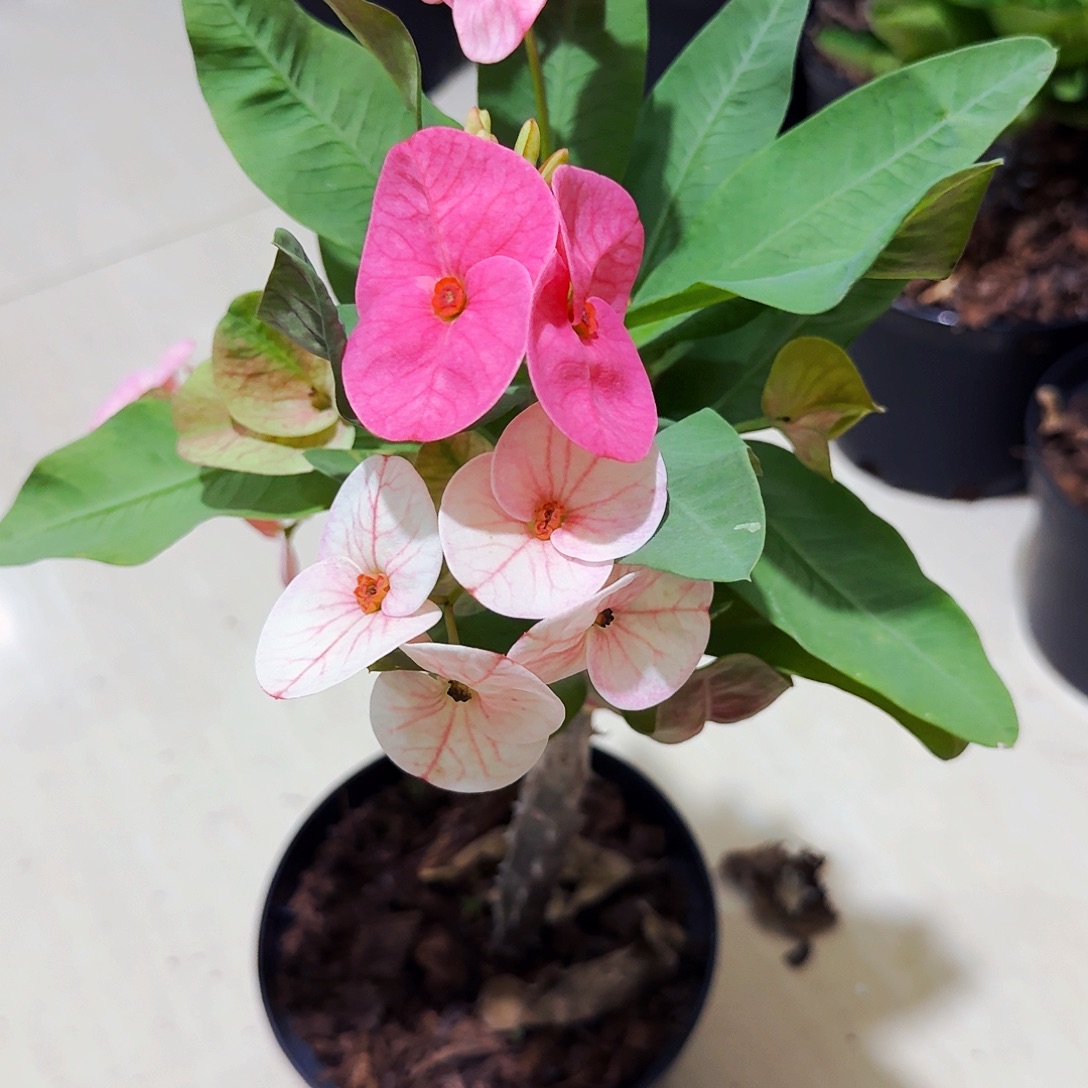 一***人完全开放幸运女神直播间一物一拍