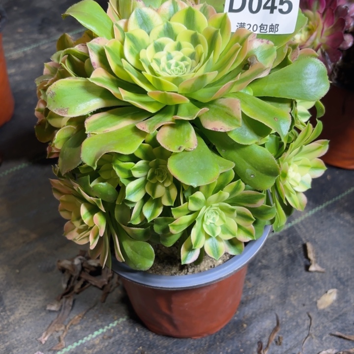 瑞妈园艺，02.01.045