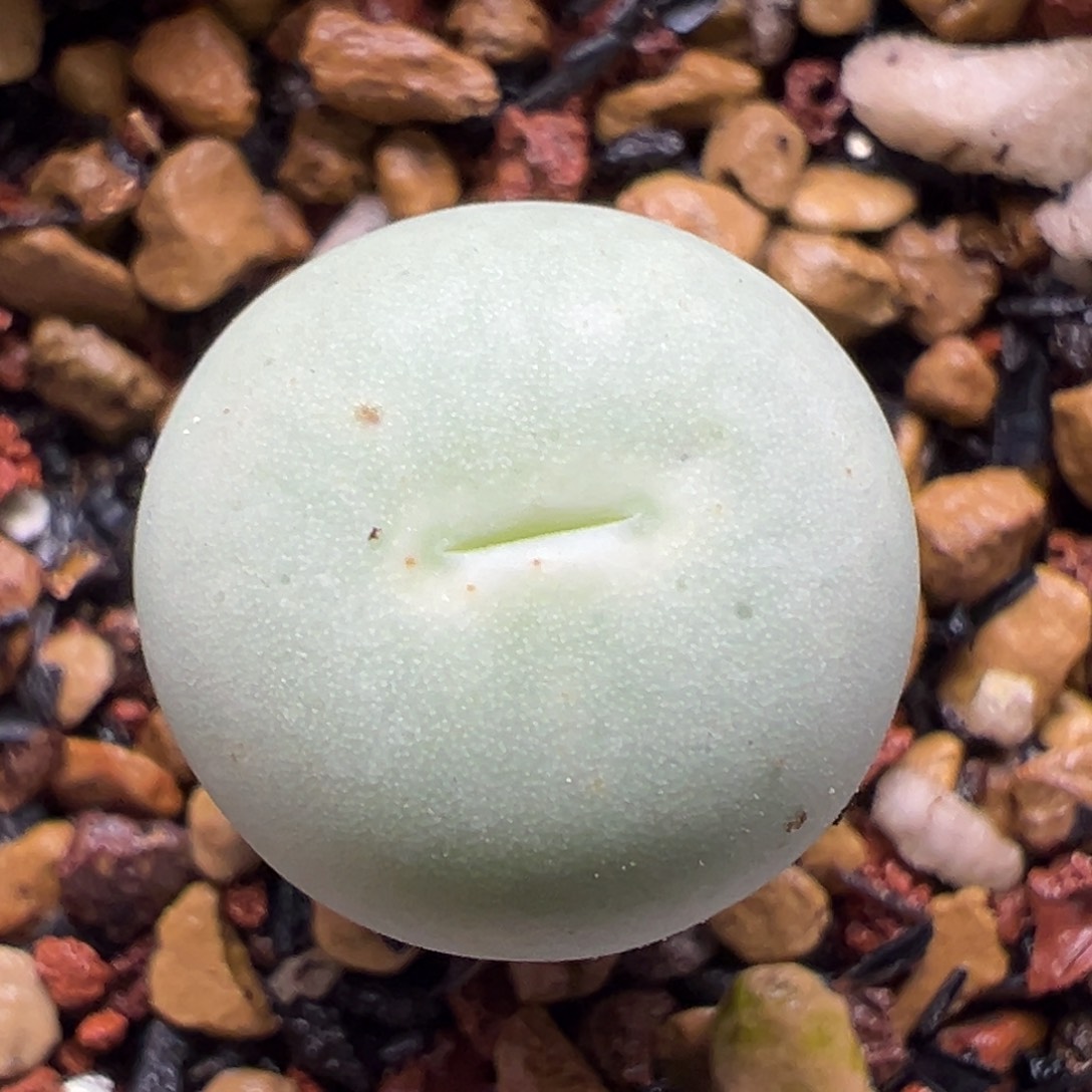 02鸽子蛋母本一物一拍