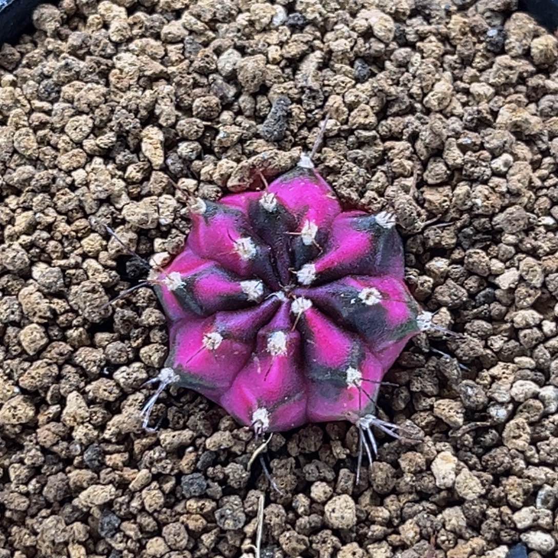 普卡妈妈的粉钻 米哈仙人球