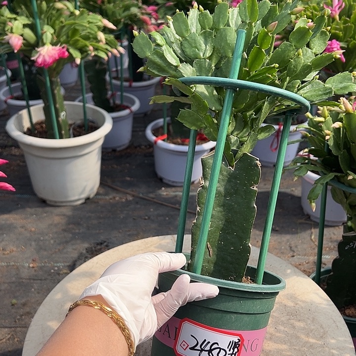 顺***然多色重瓣福利苗2480