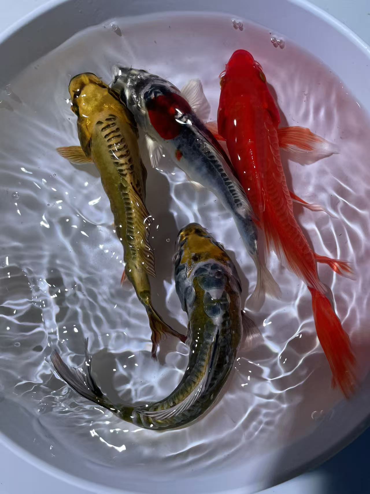 101-200  锦鲤、蝴蝶鲤、德系 玛雅无鳞鱼，金鱼。