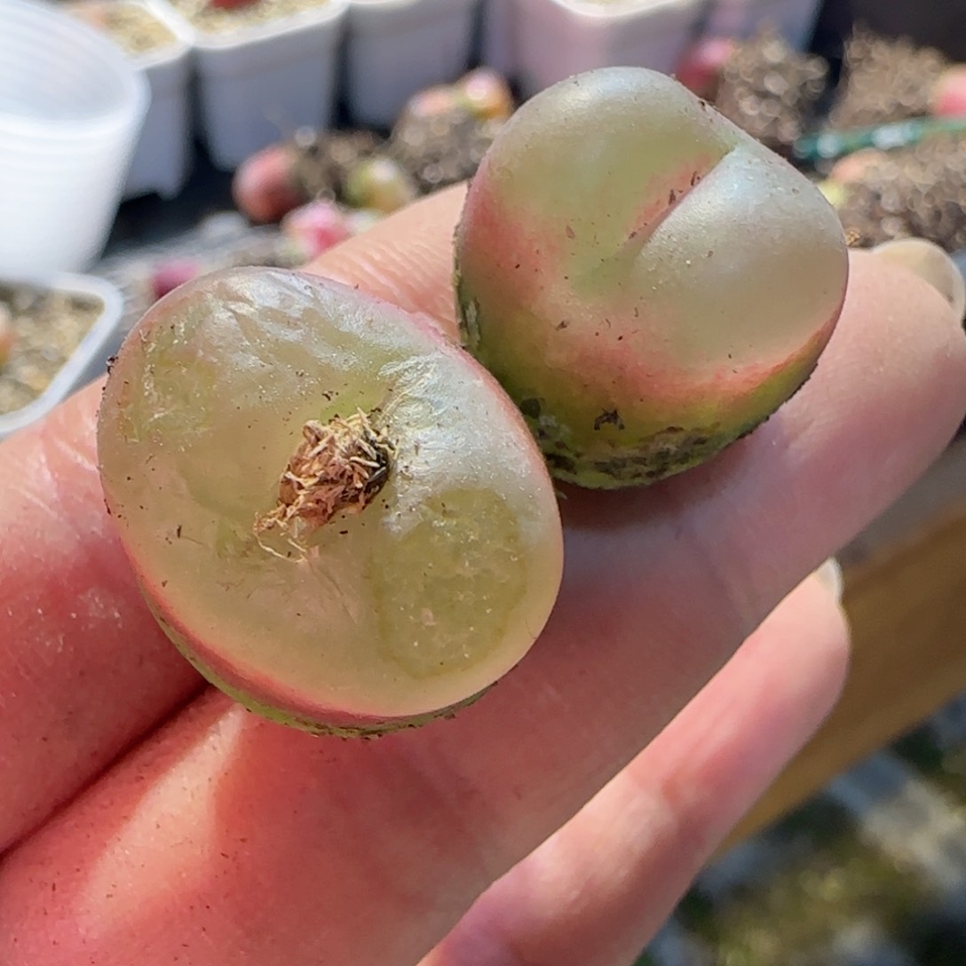 漂亮毛毛。     果冻冰魄荔枝02