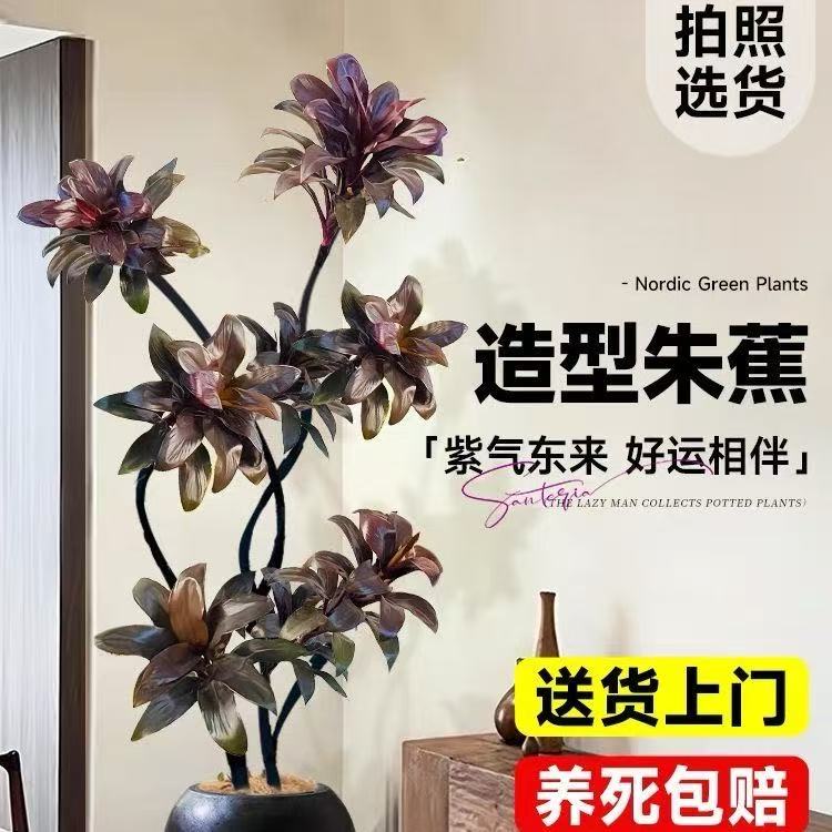 网红鲜活绿植紫百合娃娃朱焦基地带土好看好养吸收甲醛净化空气